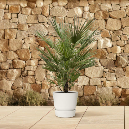 Chamaerops Humilis - 150 cm - Forest Plants