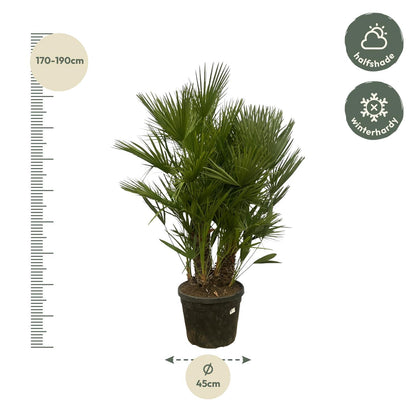 Chamaerops Humilis multi stam - 160-180 cm