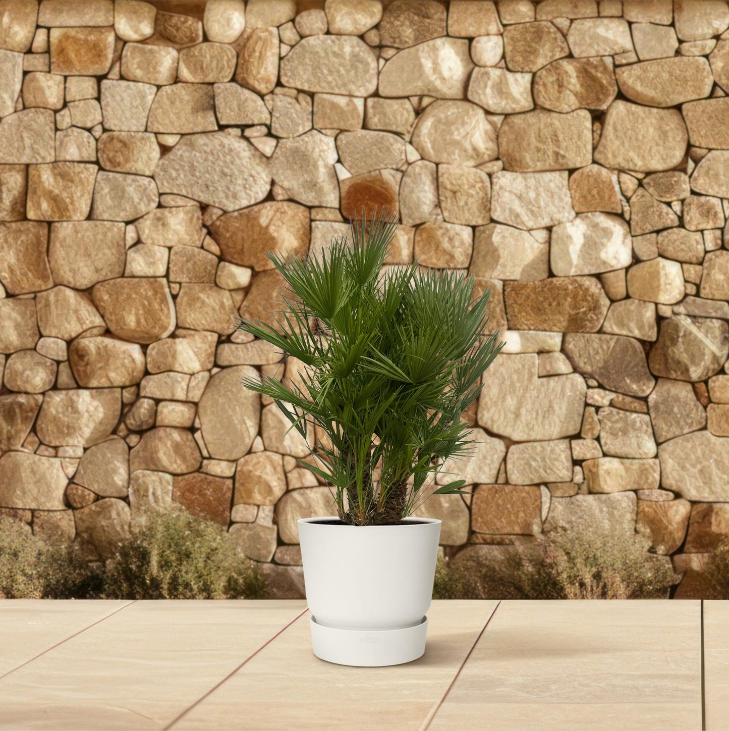 Chamaerops Humilis multi stam - 160-180 cm