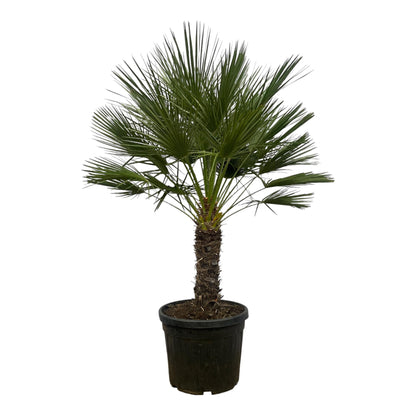 Chamaerops Humilis op stam - 150 cm