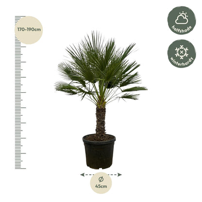 Chamaerops Humilis op stam - 150 cm