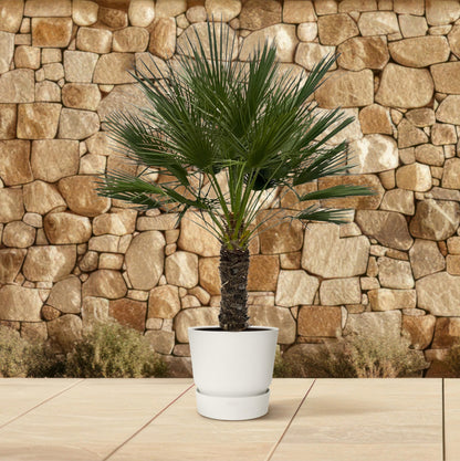 Chamaerops Humilis op stam - 150 cm