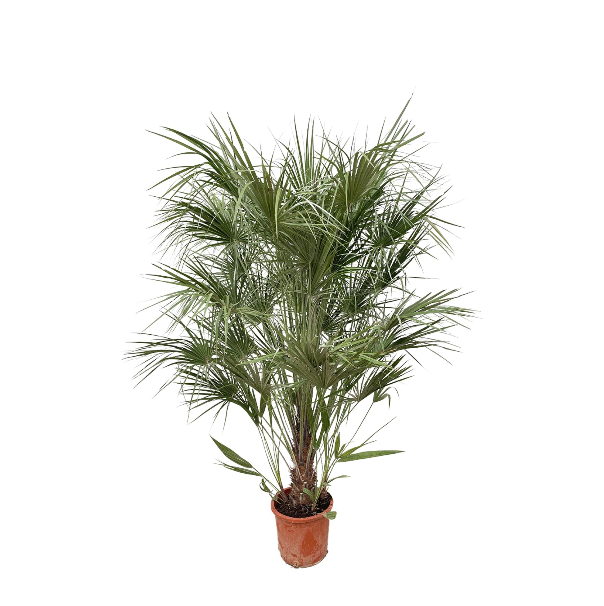 Chamaerops Humilis struik - 170 cm - Forest Plants