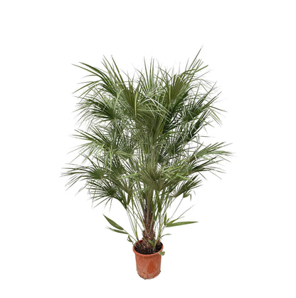 Chamaerops Humilis struik - 170 cm - Forest Plants