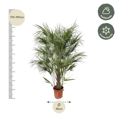 Chamaerops Humilis struik - 170 cm - Forest Plants