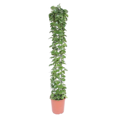 Cissus rotundifolia gaasrek - 160 cm - Forest Plants
