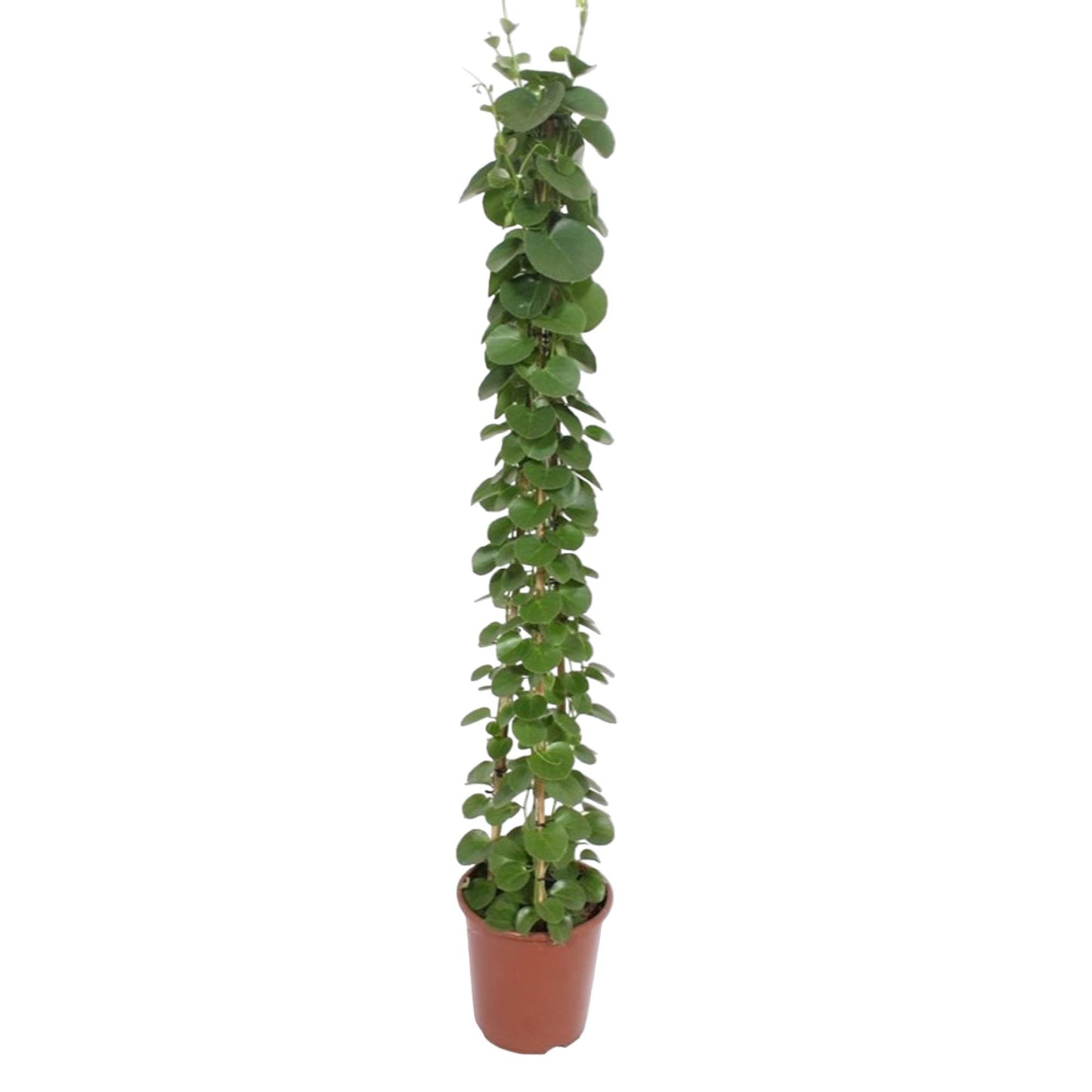 Cissus rotundifolia pyramide - 160 cm - Forest Plants