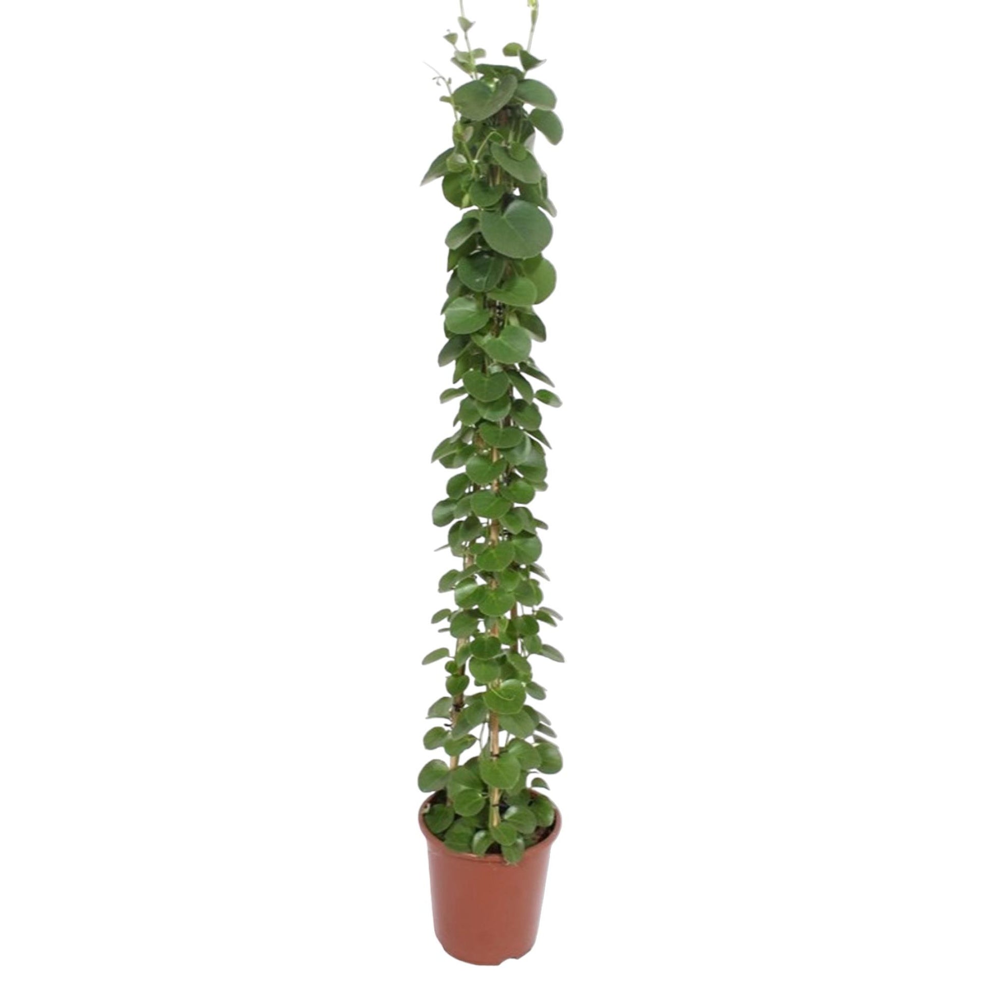 Cissus rotundifolia pyramide - 160 cm - Forest Plants