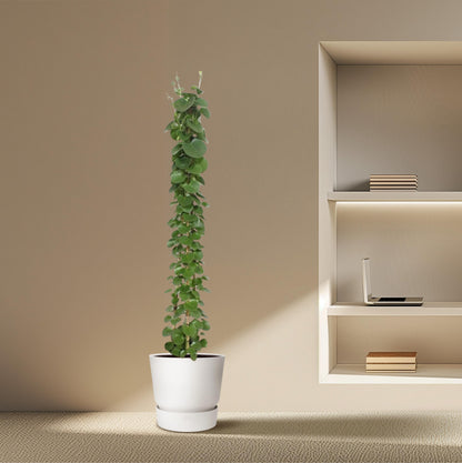 Cissus rotundifolia pyramide - 160 cm - Forest Plants