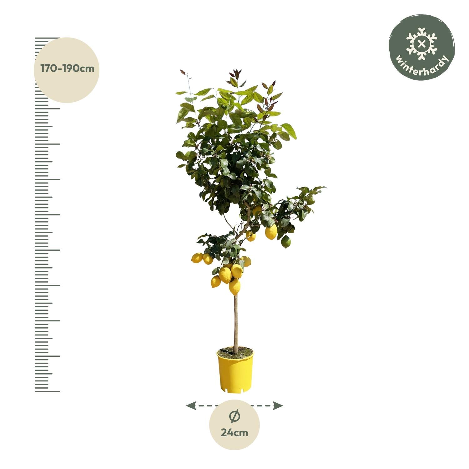 Citroenboom - 150 cm - Forest Plants