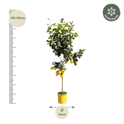 Citroenboom - 150 cm - Forest Plants