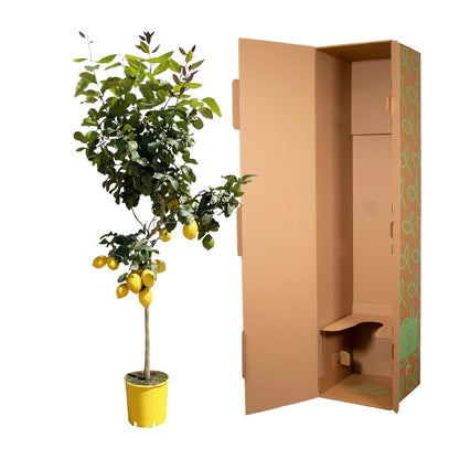 Citroenboom - 150 cm - Forest Plants
