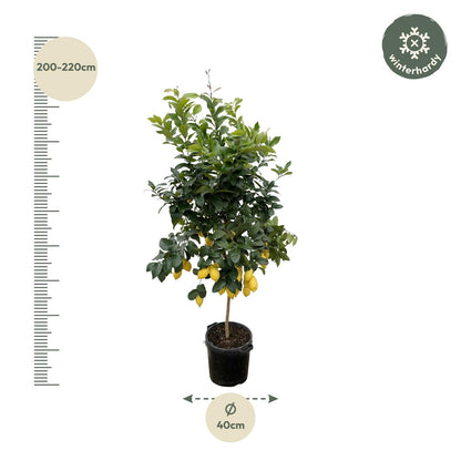 Citrus Lemon - 200 cm - Forest Plants