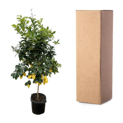 Citrus Lemon - 200 cm - Forest Plants