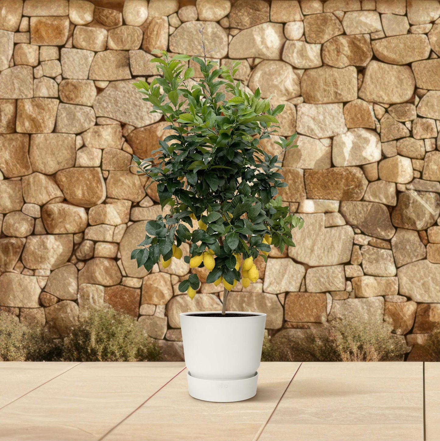 Citrus Lemon - 200 cm - Forest Plants