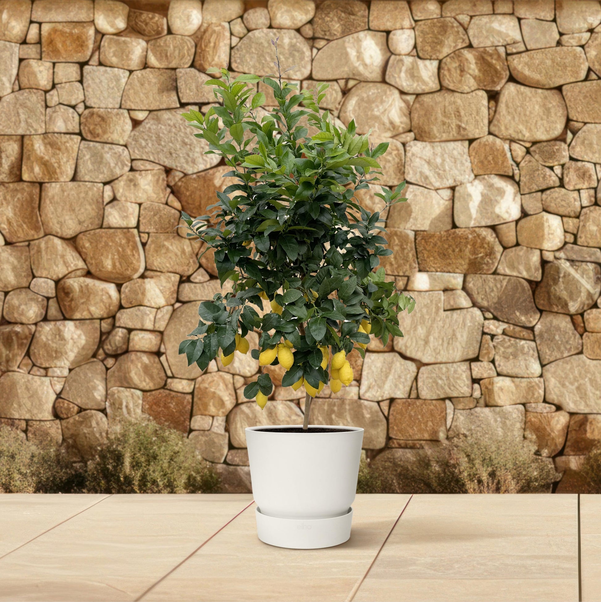 Citrus Lemon - 200 cm - Forest Plants