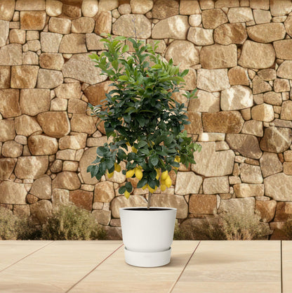 Citrus Lemon - 200 cm - Forest Plants