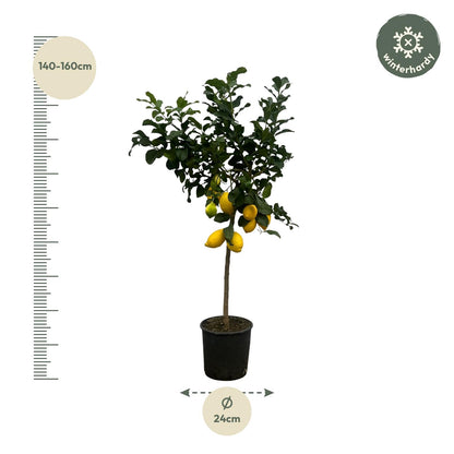 Citrus Lemon (Citroenboom) - 150 cm