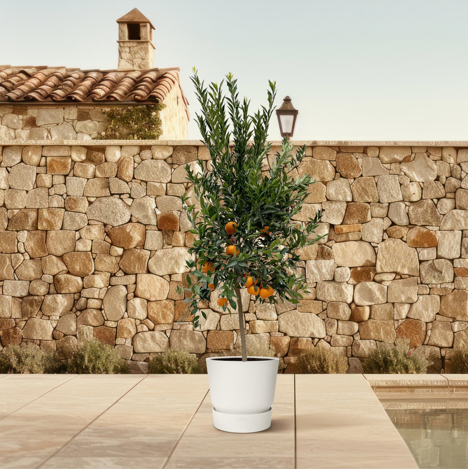 Citrus Mandarino - 200 cm - Forest Plants
