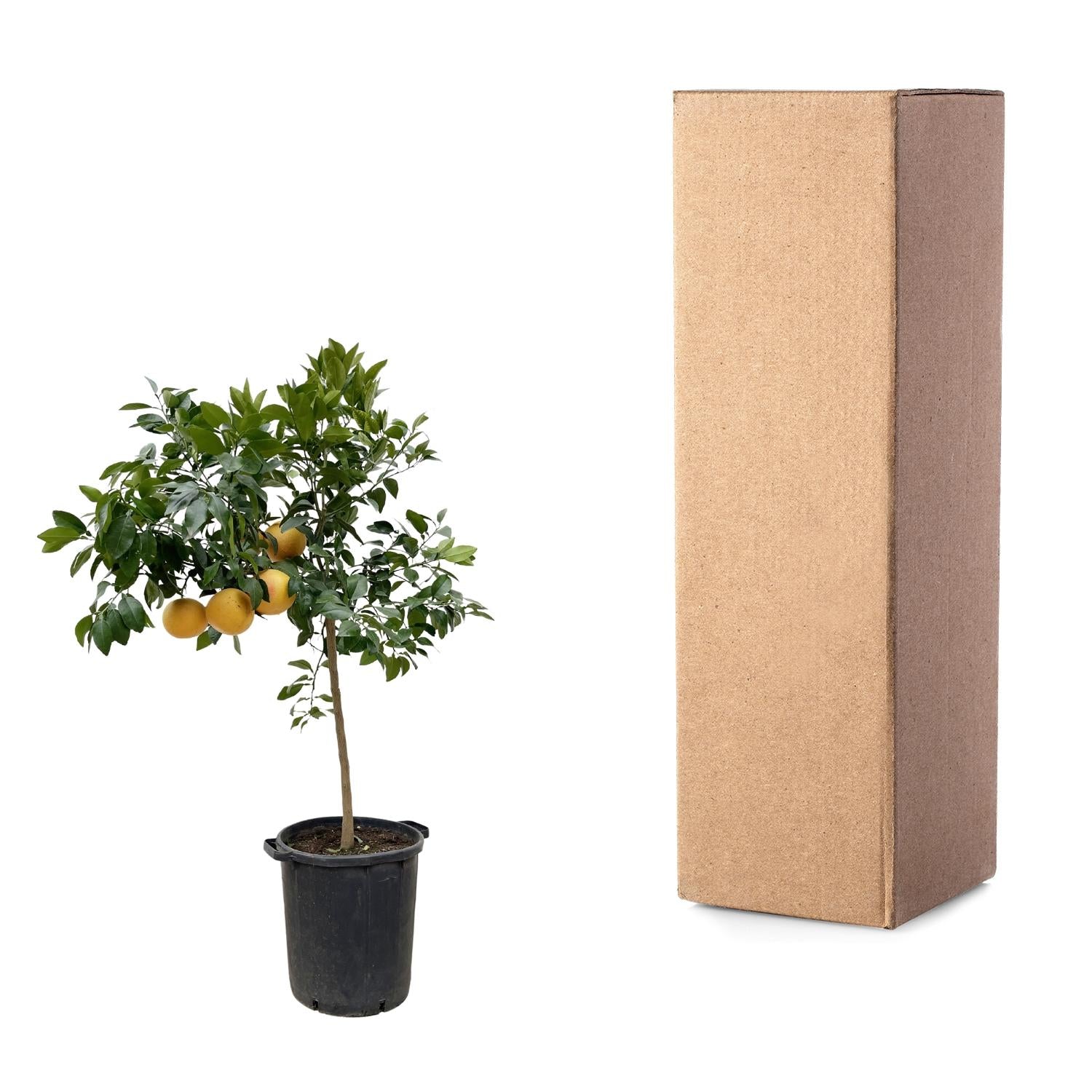 Citrus Pompelmo - 150 cm - Forest Plants