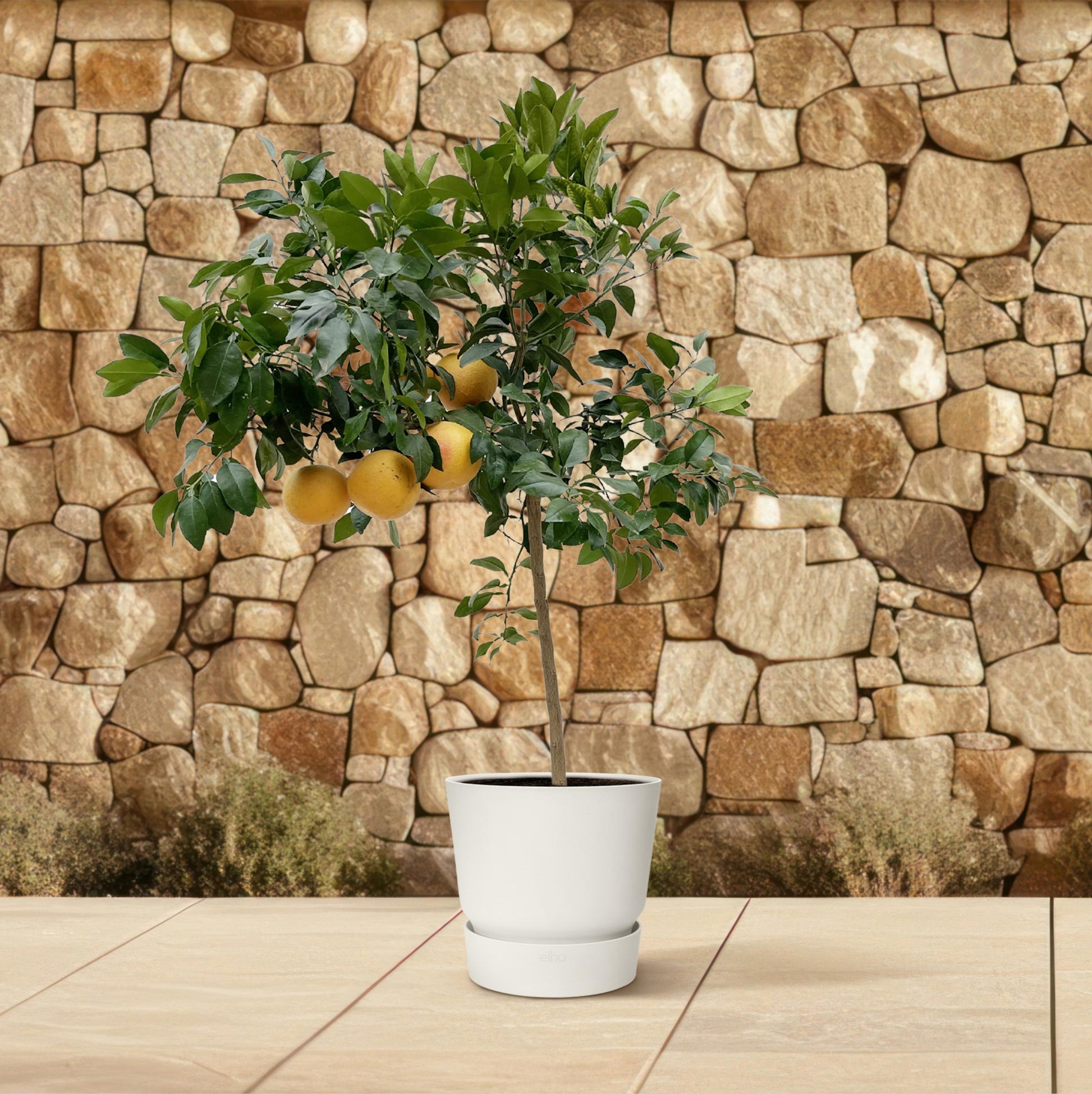 Citrus Pompelmo - 150 cm - Forest Plants