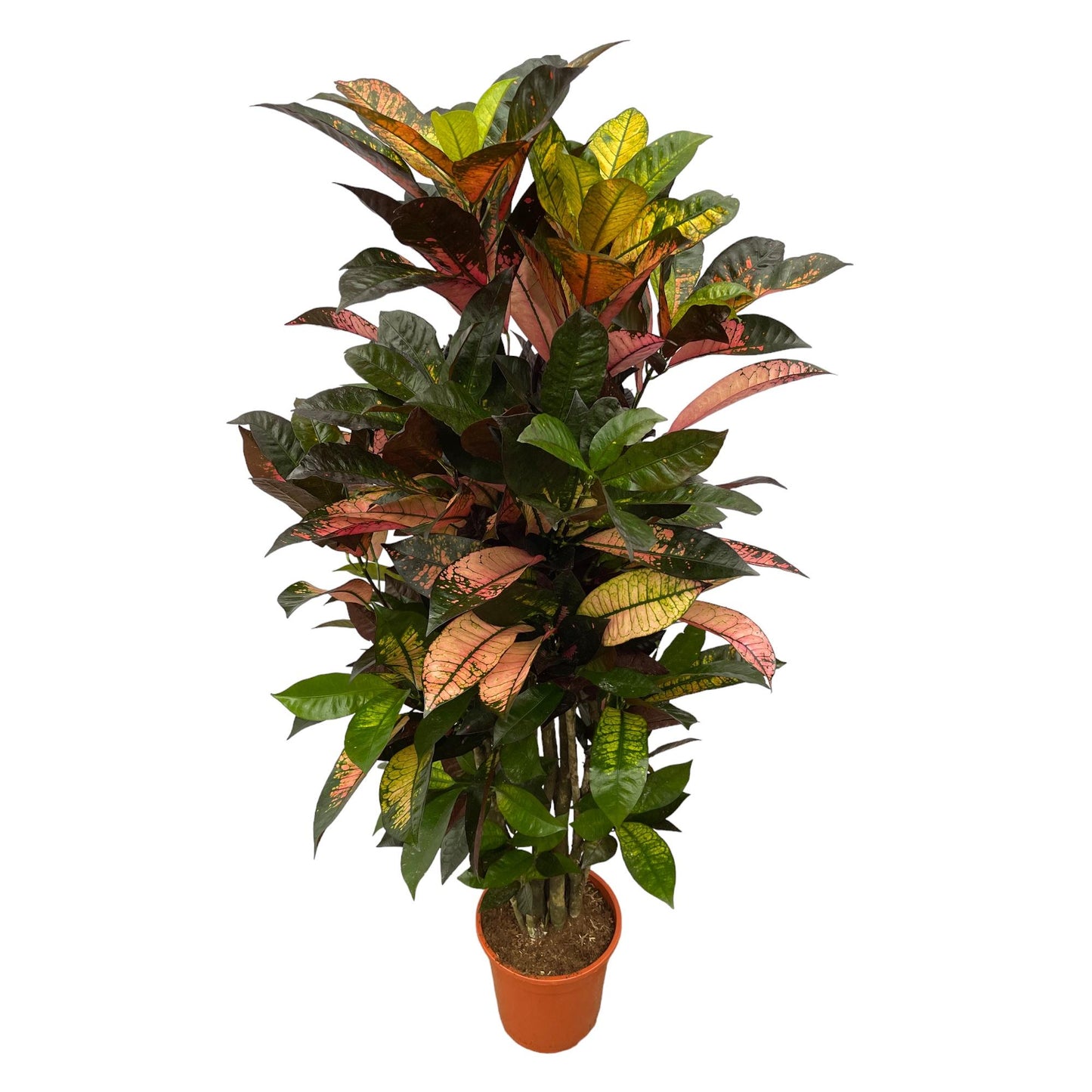 Codiaeum (Croton) Iceton vertakt - 120 cm