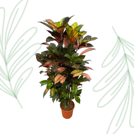 Codiaeum (Croton) Iceton vertakt - 120 cm