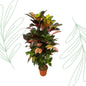 Codiaeum (Croton) Iceton vertakt - 120 cm