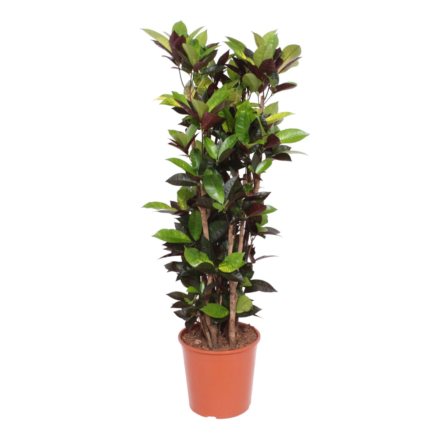 Codiaeum Iceton (Croton Iceton) - 140 cm - Forest Plants