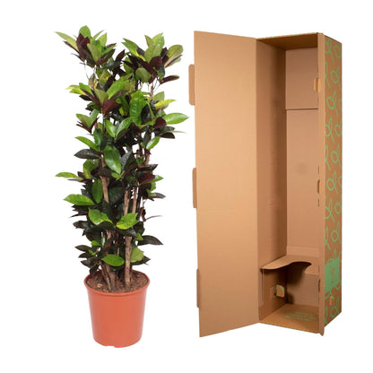 Codiaeum Iceton (Croton Iceton) - 140 cm - Forest Plants