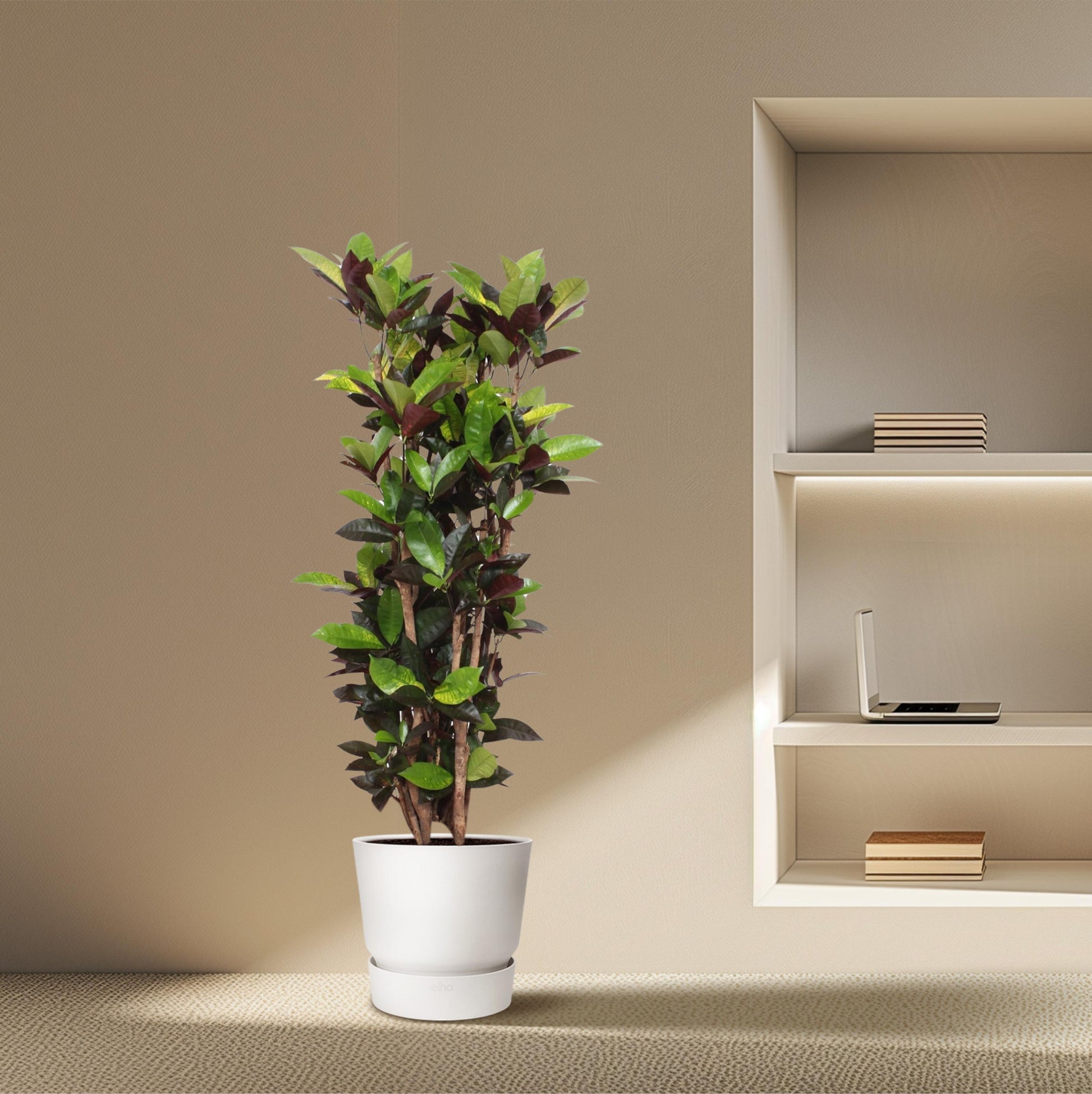 Codiaeum Iceton (Croton Iceton) - 140 cm - Forest Plants