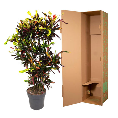 Codiaeum Mammi vertakt - 120 cm - Forest Plants