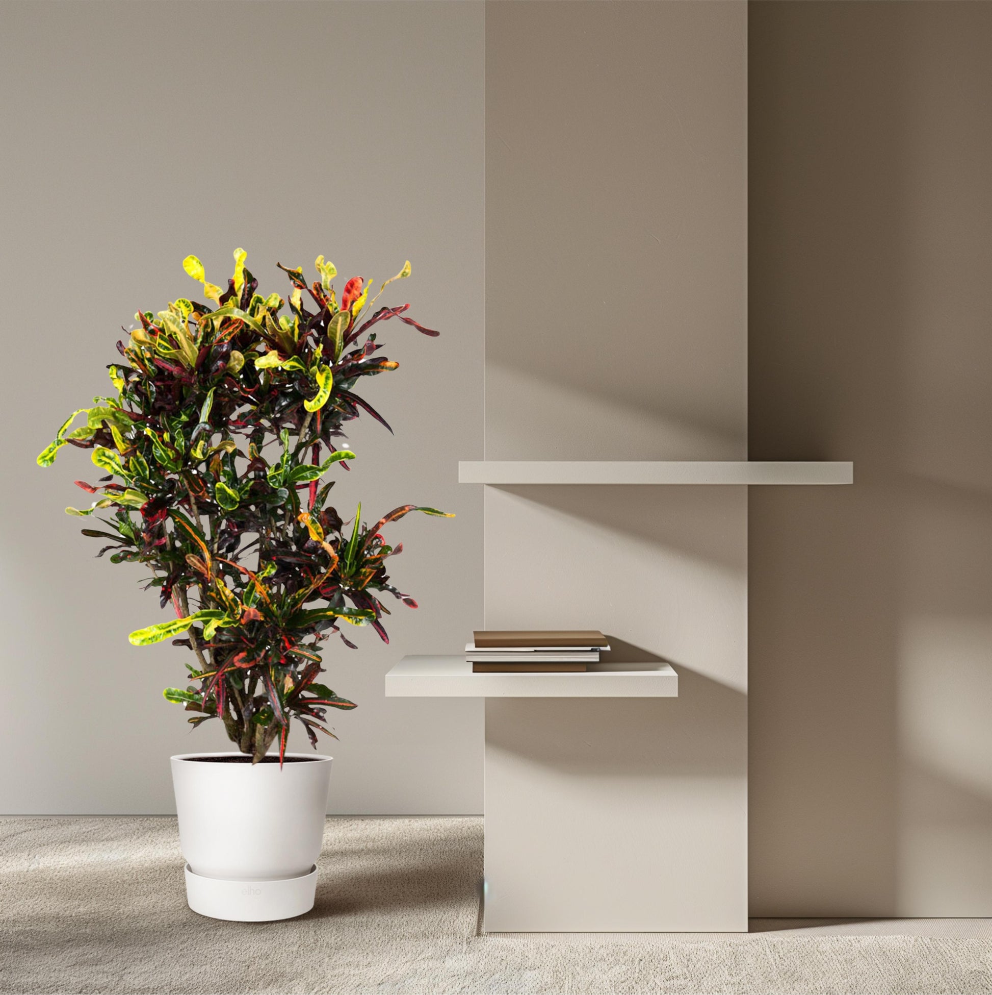 Codiaeum Mammi vertakt - 120 cm - Forest Plants