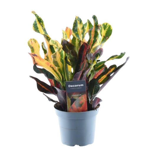 Codiaeum variegatum 'Mammi' - 30 cm