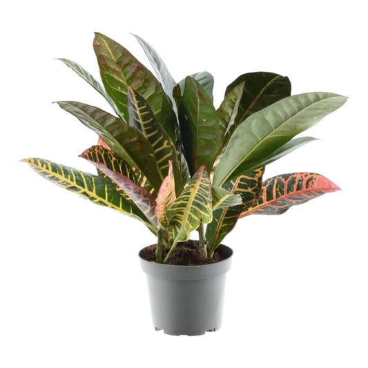 Codiaeum variegatum 'Petra' - 30 cm