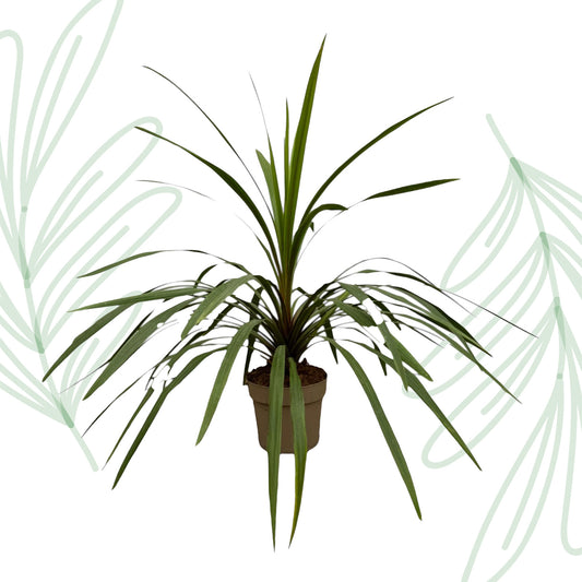 Cordyline Peko - 90 cm