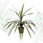 Cordyline Peko - 90 cm