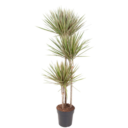 Dracaena Bicolor - 150 cm - Forest Plants