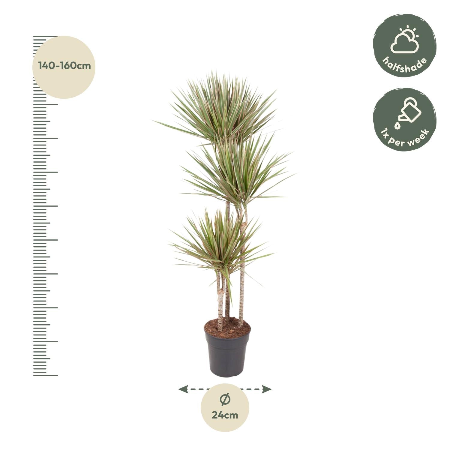 Dracaena Bicolor - 150 cm - Forest Plants