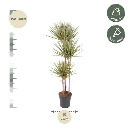 Dracaena Bicolor - 150 cm - Forest Plants