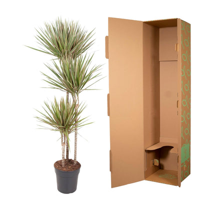 Dracaena Bicolor - 150 cm - Forest Plants