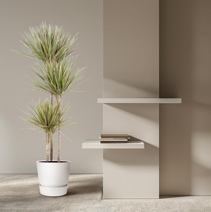 Dracaena Bicolor - 150 cm - Forest Plants