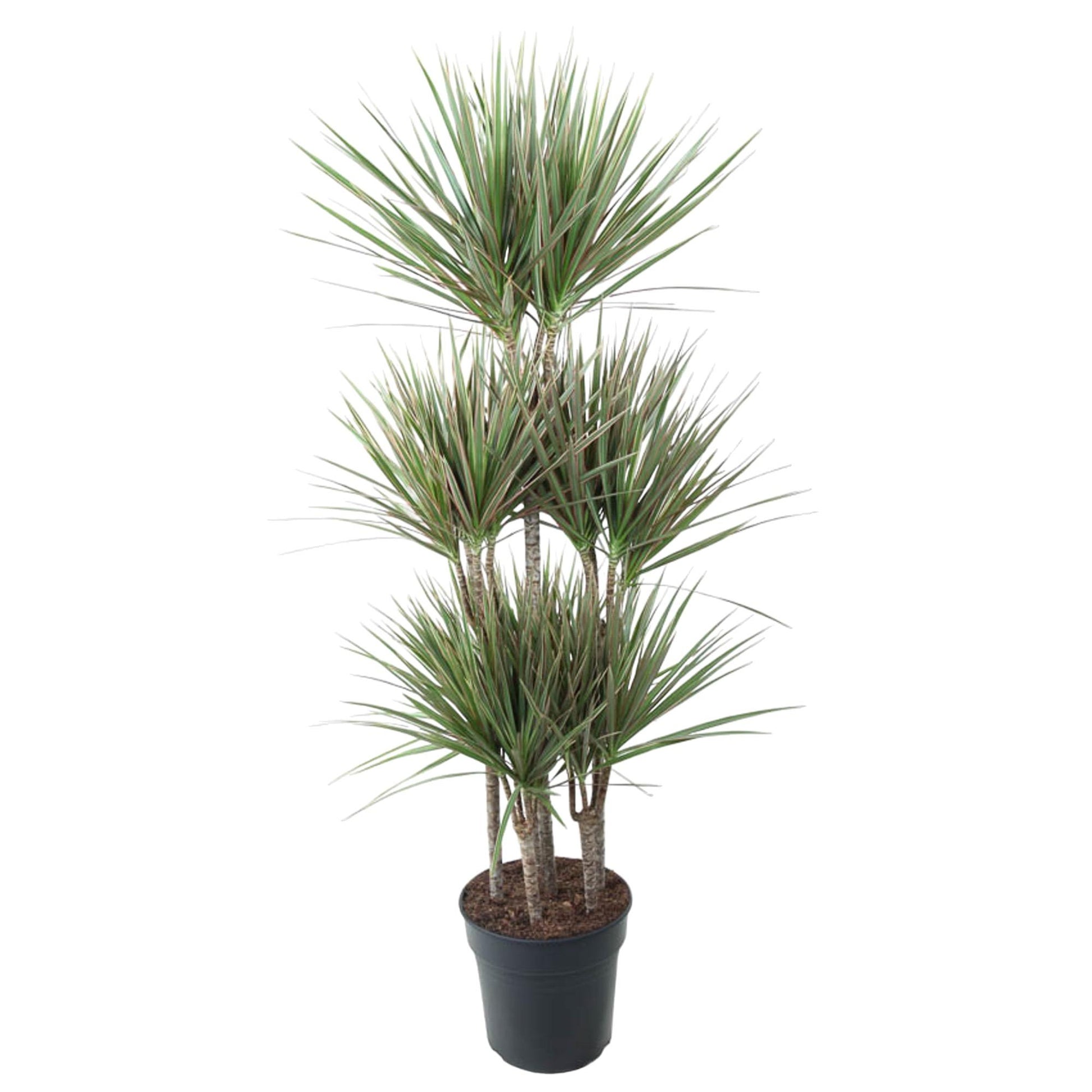Dracaena Bicolor Carrousel - 150 cm - Forest Plants