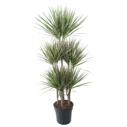 Dracaena Bicolor Carrousel - 150 cm - Forest Plants