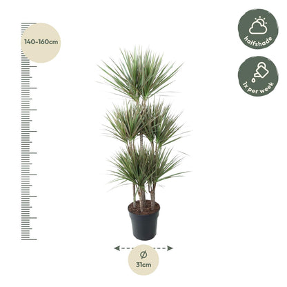 Dracaena Bicolor Carrousel - 150 cm - Forest Plants