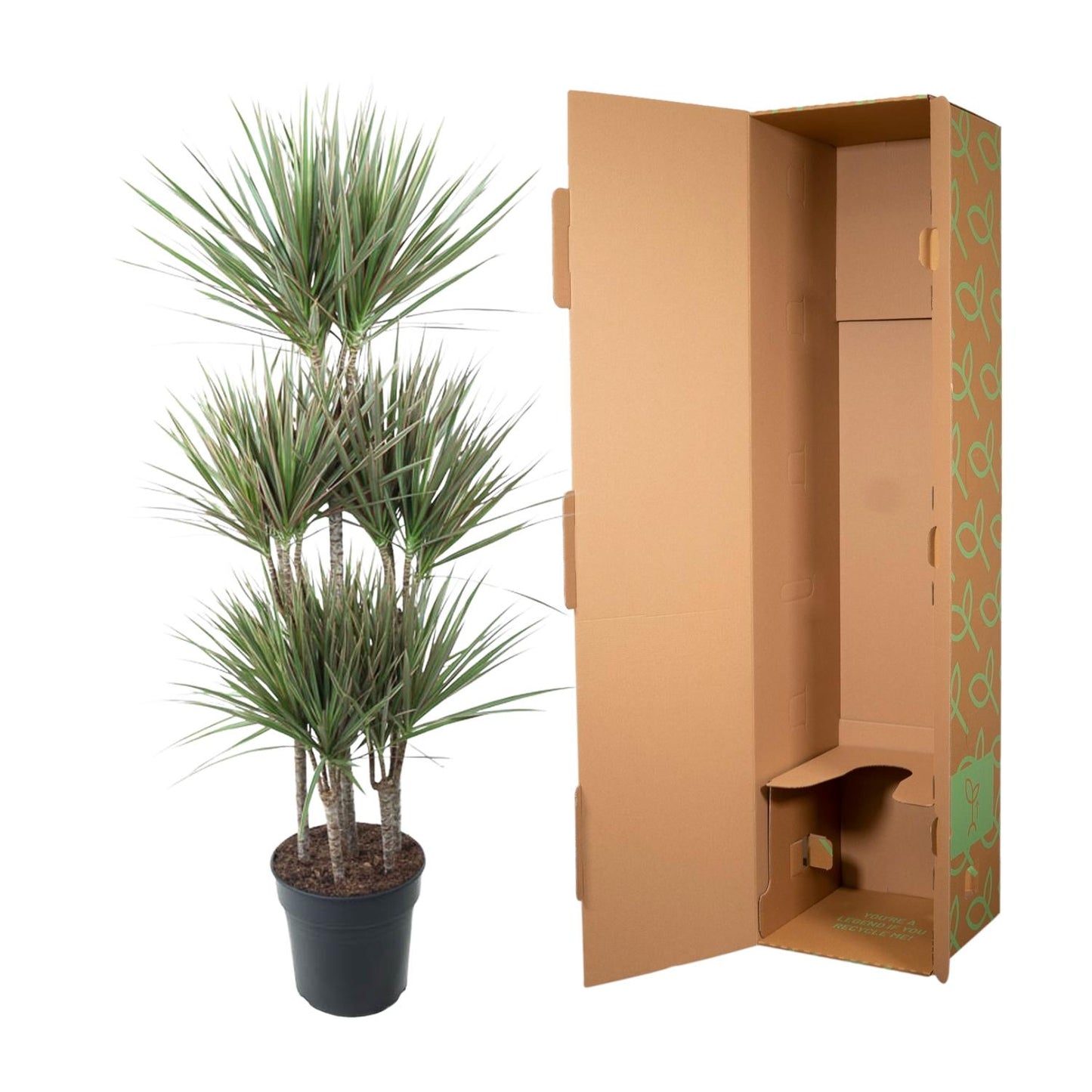 Dracaena Bicolor Carrousel - 150 cm - Forest Plants