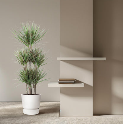 Dracaena Bicolor Carrousel - 150 cm - Forest Plants