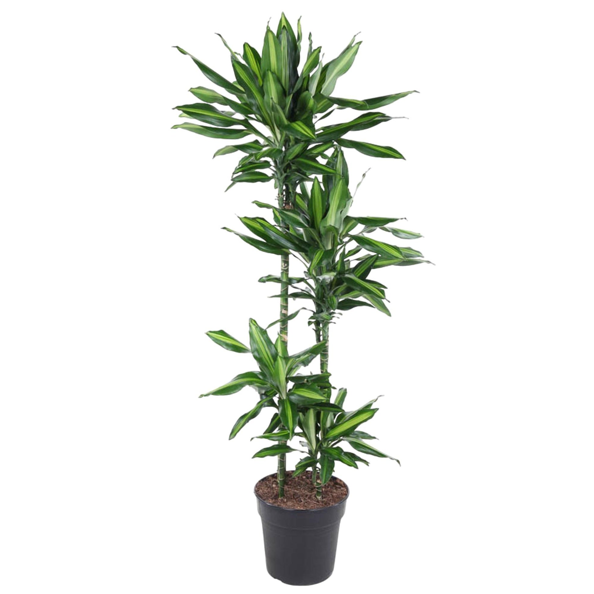 Dracaena Cintho - 150 cm - Forest Plants