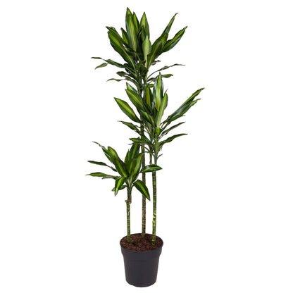 Dracaena Cintho - 160 cm - Forest Plants