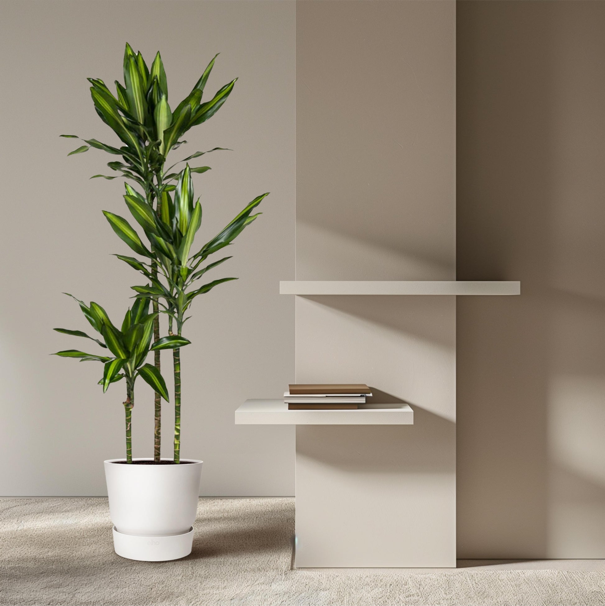 Dracaena Cintho - 160 cm - Forest Plants